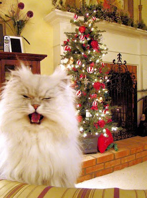 Dressed up cats